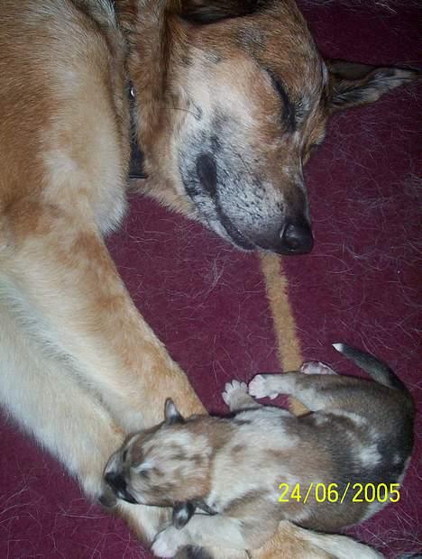 Blanding af racer Svejgaards Trifli - Trifli med Twoface ( senere kaldet Balou) billede 15