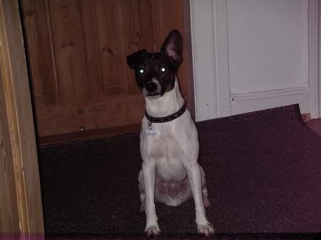 Dansk svensk gaardhund Rocky. - Nu vil jeg altså gerne ud. billede 13