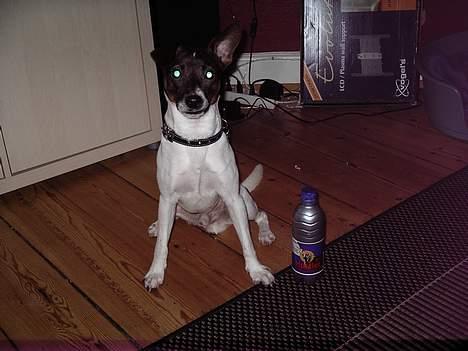 Dansk svensk gaardhund Rocky. - Mit bedste legetøj. billede 14