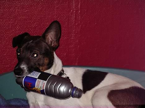 Dansk svensk gaardhund Rocky. - Jeg elsker Hustler. billede 15