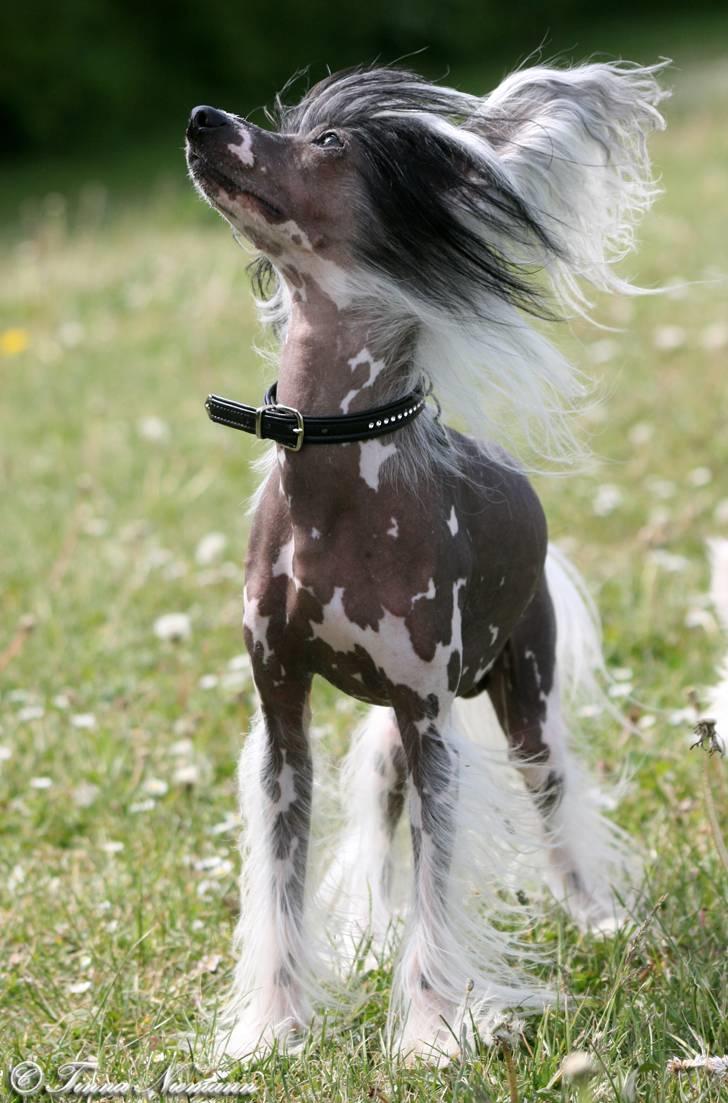 Chinese crested hårløs Caprioso Ram-Ses-Mi - Maj 08 billede 9