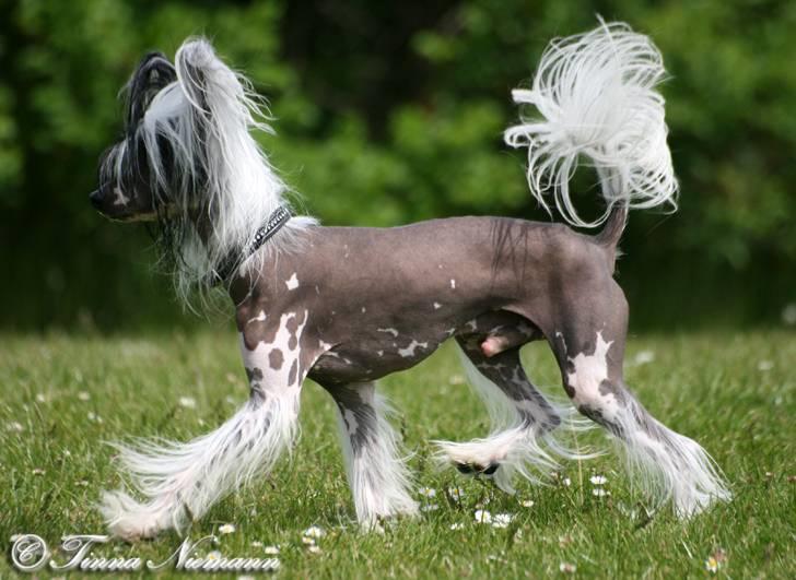 Chinese crested hårløs Caprioso Ram-Ses-Mi - Maj 08 billede 10