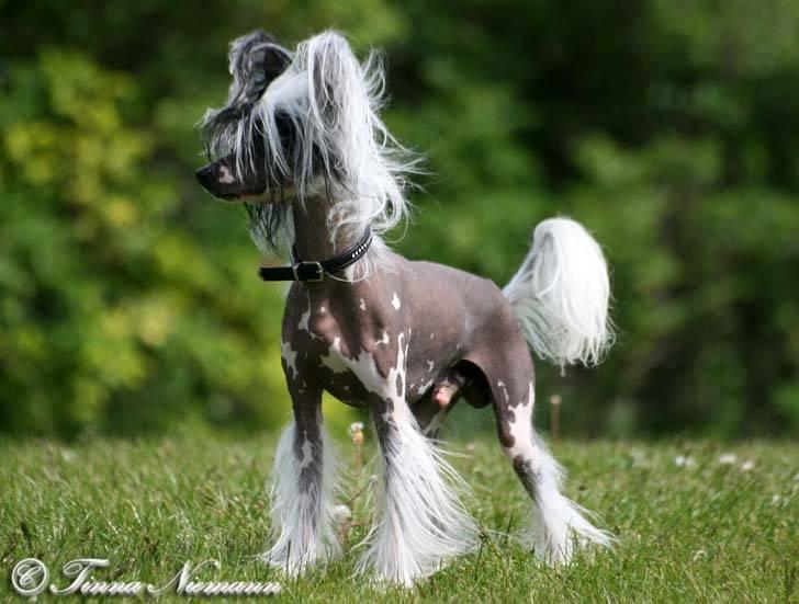 Chinese crested hårløs Caprioso Ram-Ses-Mi - Maj 08 billede 11