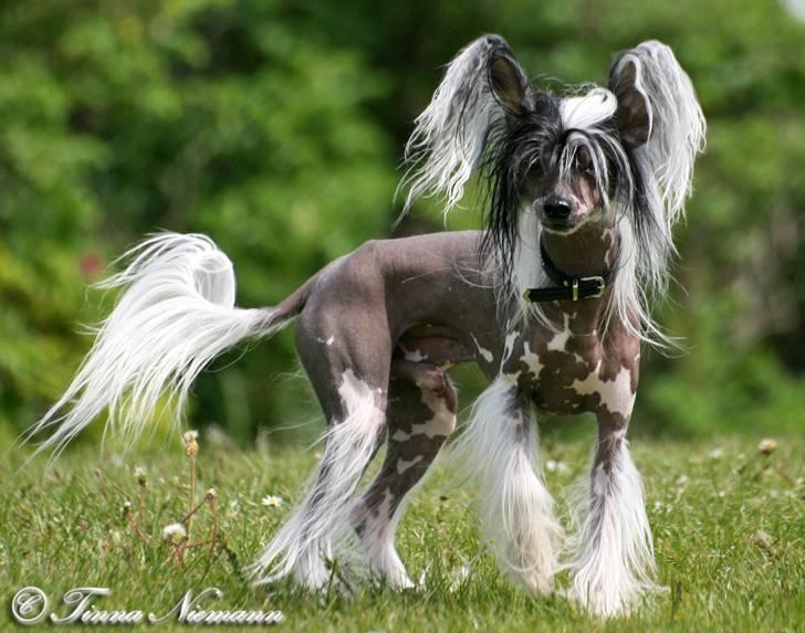 Chinese crested hårløs Caprioso Ram-Ses-Mi - Maj 08 billede 12