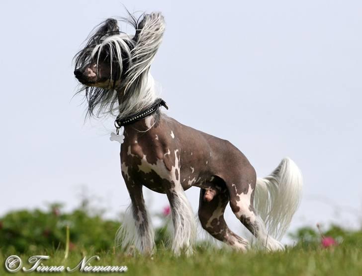 Chinese crested hårløs Caprioso Ram-Ses-Mi - Maj 08 billede 13