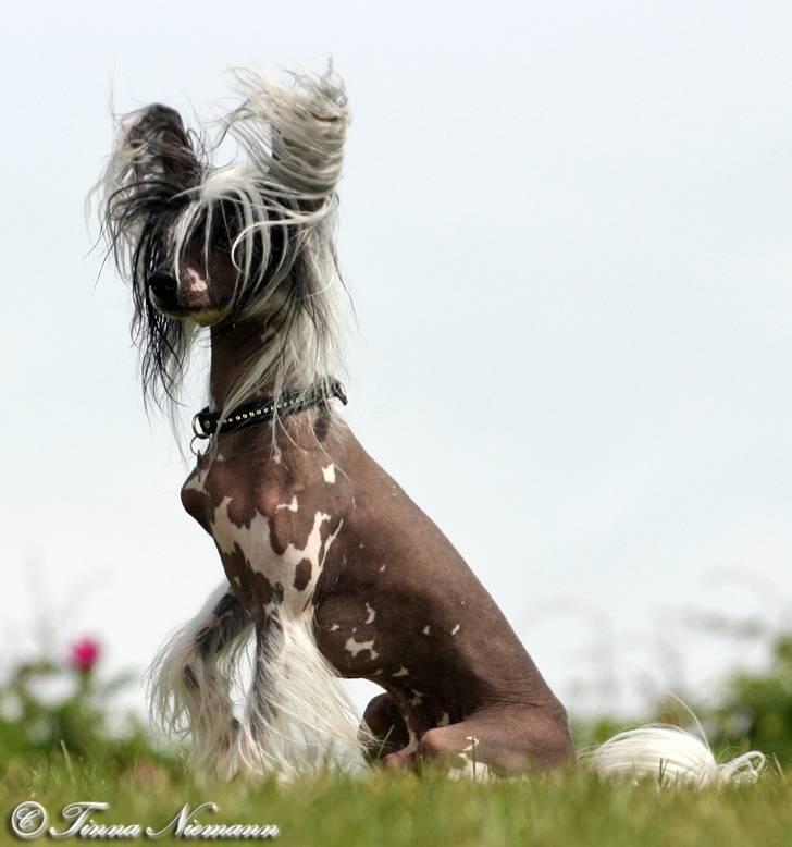 Chinese crested hårløs Caprioso Ram-Ses-Mi - Maj 08 billede 14