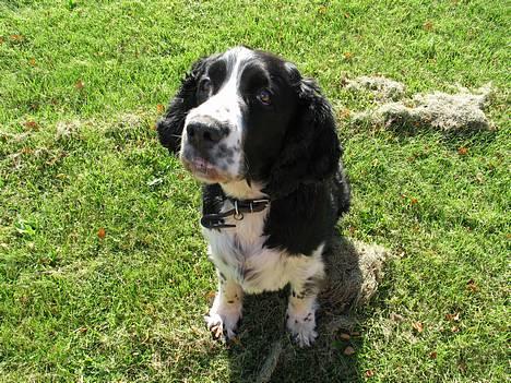 Engelsk springer spaniel Mirocchi (Louis) - Gået bort - Giv mig nu bar det godbid :p ? <´3 billede 13