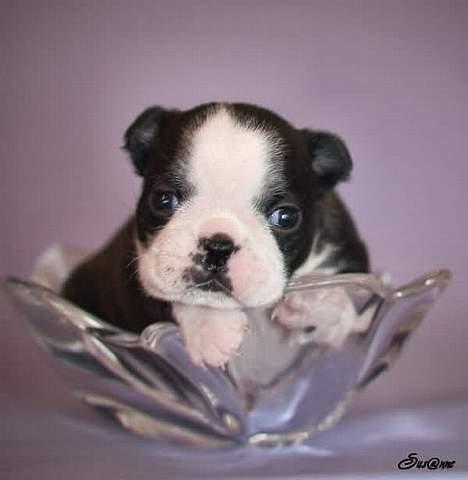 Boston terrier Please, Don`t Tease - Her er jeg 3 uger.. billede 1