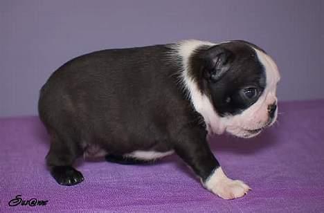 Boston terrier Please, Don`t Tease - Endelig fandt jeg da ud af at stå på mine ben..troede ellers jeg var en ny BAMBI på glatis.. billede 2