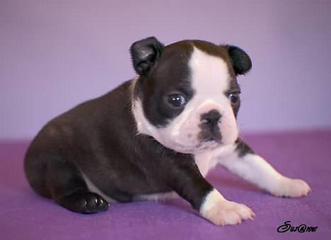 Boston terrier Please, Don`t Tease - ja Ja..jeg ved det...at jeg er lidt gumpetung.. billede 3