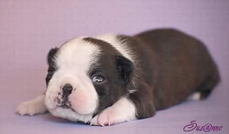 Boston terrier Please, Don`t Tease - Her er jeg bare et lille nor, på 12 dage...føler mig lidt som en strandet hvalros..smil.. billede 4