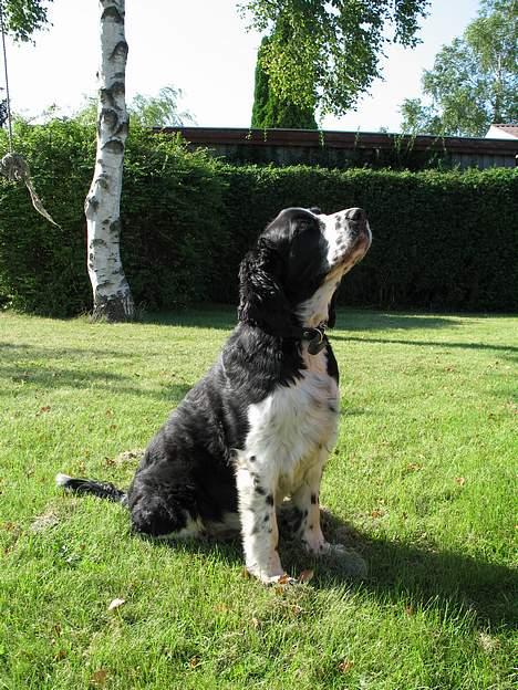 Engelsk springer spaniel Mirocchi (Louis) - Gået bort - Nøøøøøøøøøøøøøj !!!!!!!!!!!!!!!!!! <´3 billede 14