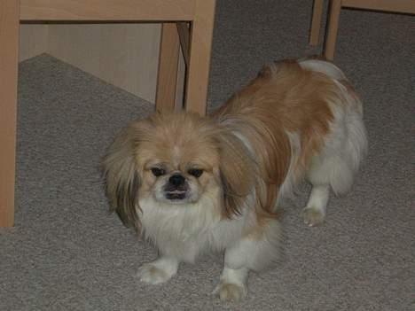 Pekingeser Tin Tin billede 1