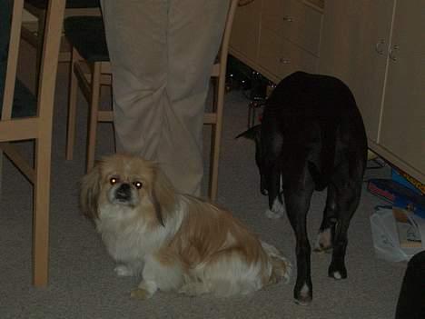 Pekingeser Tin Tin billede 2
