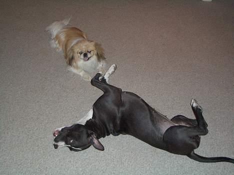 Pekingeser Tin Tin billede 3