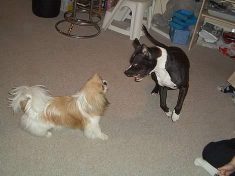 Pekingeser Tin Tin billede 4