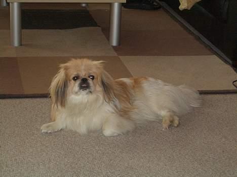 Pekingeser Tin Tin billede 5