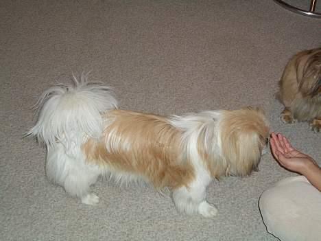 Pekingeser Tin Tin billede 6
