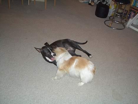 Pekingeser Tin Tin billede 7