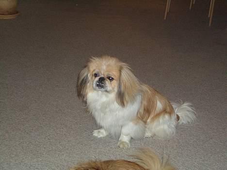 Pekingeser Tin Tin billede 8