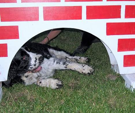 Engelsk springer spaniel Mirocchi (Louis) - Gået bort - Louis der ligger under et spring, efter han har været ude og gå i vandgraven :b <´3 billede 15