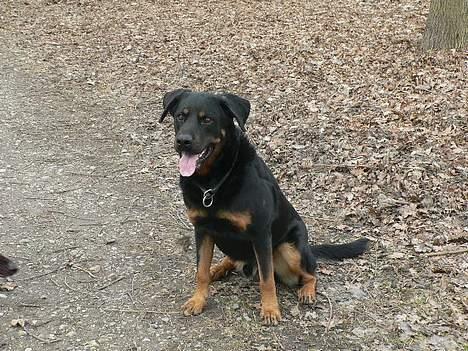 Blanding af racer max billede 1