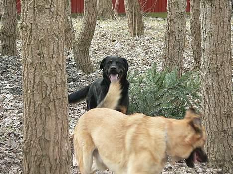 Blanding af racer max billede 2