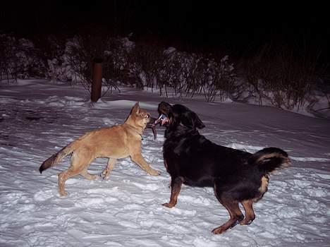 Blanding af racer max billede 3