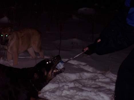 Blanding af racer max billede 4