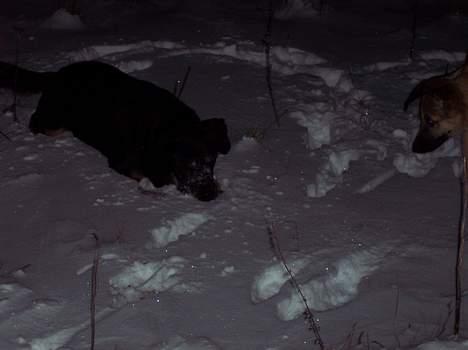 Blanding af racer max billede 5