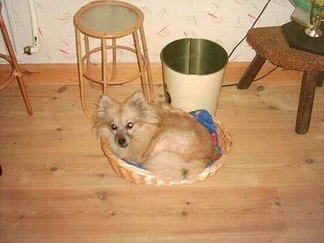 Pomeranian Tenna *Død d. 3/8 2005* billede 6