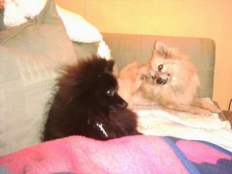 Pomeranian Tenna *Død d. 3/8 2005* billede 7