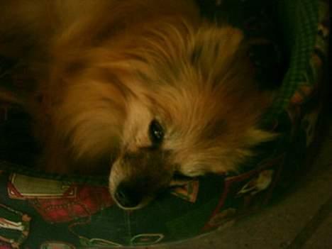 Pomeranian Tenna *Død d. 3/8 2005* billede 8