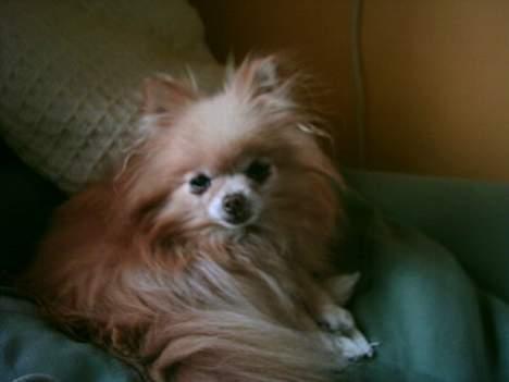 Pomeranian Debbi *Død d. 26/8 2004* billede 6