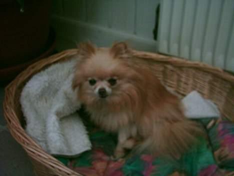 Pomeranian Debbi *Død d. 26/8 2004* billede 7