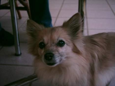 Pomeranian Tenna *Død d. 3/8 2005* billede 9