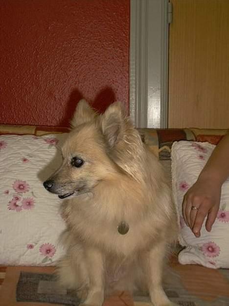 Pomeranian Tenna *Død d. 3/8 2005* billede 10