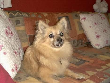 Pomeranian Tenna *Død d. 3/8 2005* billede 11