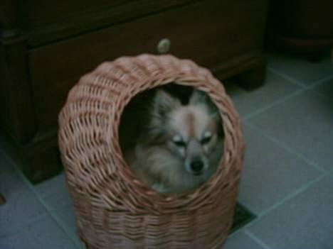 Pomeranian Tenna *Død d. 3/8 2005* billede 12