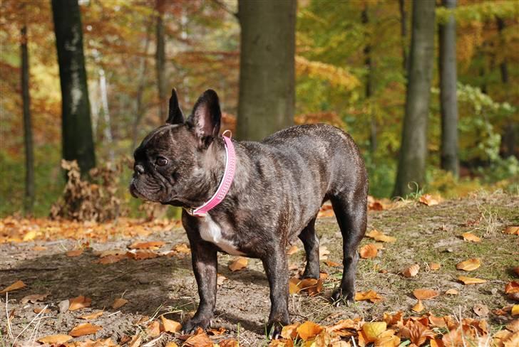 Fransk bulldog gizmo ( Død den 29/07-10) - Gizmo mit et og alt.. :-):-) billede 3