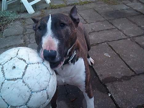 Bullterrier miniature Tyson billede 9