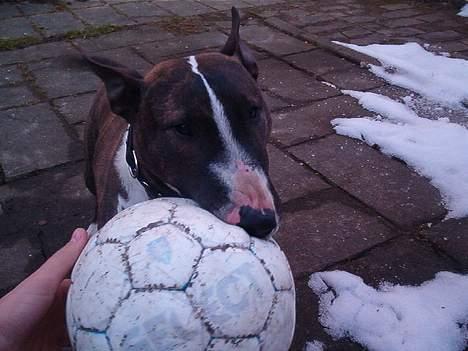 Bullterrier miniature Tyson billede 10