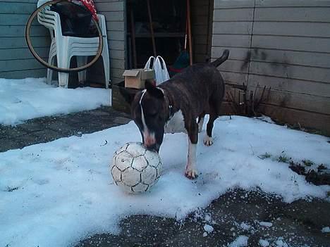 Bullterrier miniature Tyson billede 12