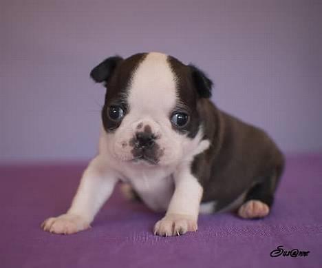 Boston terrier Please, Don`t Tease - Min Søster Little  Diva, som er den mindste af os billede 5