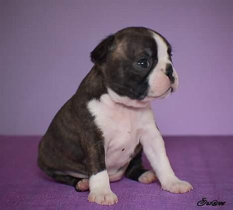 Boston terrier Please, Don`t Tease - Min søster Kenzi billede 6