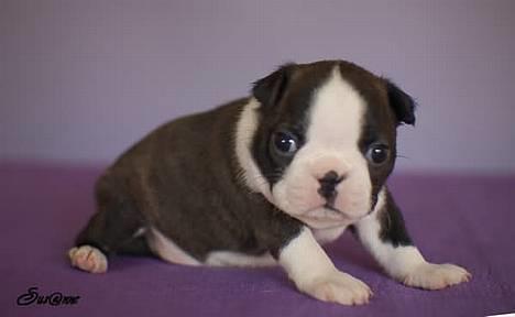 Boston terrier Please, Don`t Tease - Den sidste af mine søskende hedder Hugs N Blessings, mine søskende er mine bedste legekammerater, kan I tro. billede 7