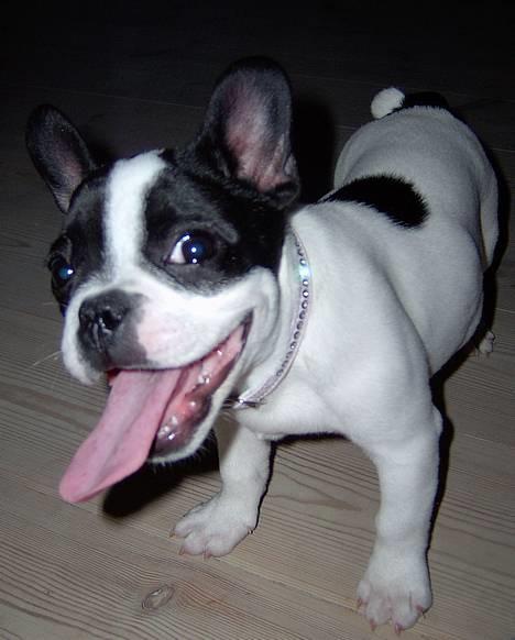 Fransk bulldog Rita - Rita - "Jeg er for lækker, lækker, lækker, lækker... billede 1