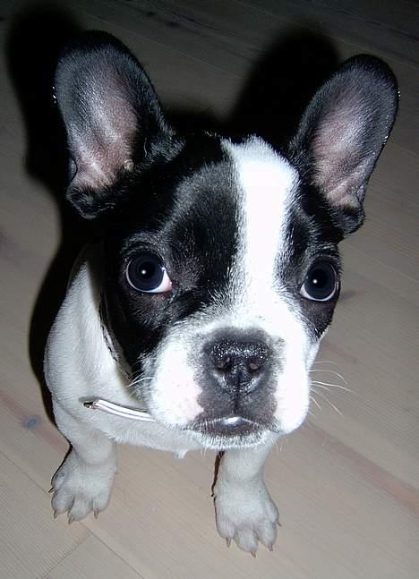 Fransk bulldog Rita - Modellen Rita. billede 2