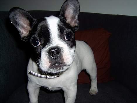 Fransk bulldog Rita billede 3