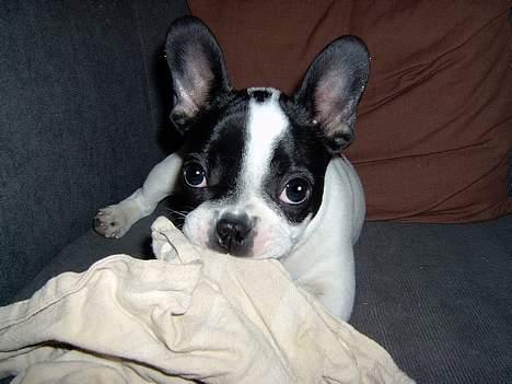 Fransk bulldog Rita - Man kan stadig se nuttet ud, selvom man leger. billede 4